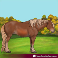 Horse Color:Chestnut 