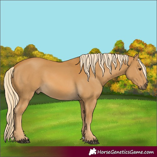 Horse Color:Palomino
