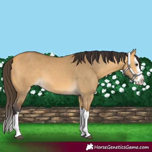 Horse Color:Buckskin Dun Splash 