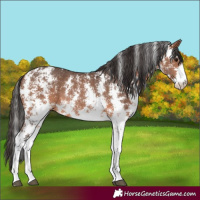 Horse Color:Bay Sabino Rabicano