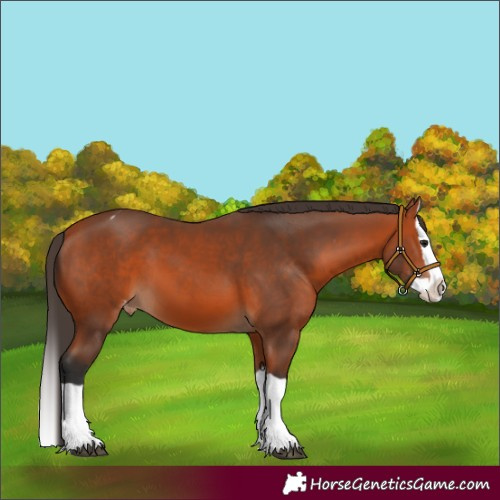 Horse Color:Bay Splash Varnish 