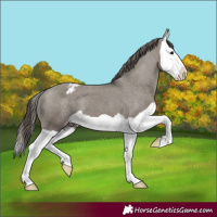 Horse Color:Grullo Splash Appaloosa 
