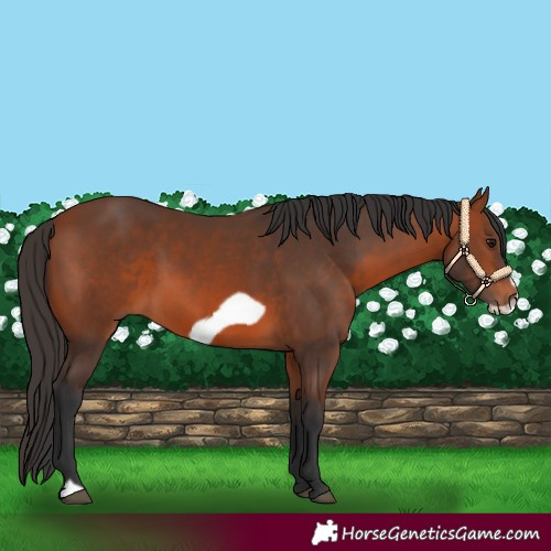 Horse Color:Bay Frame 
