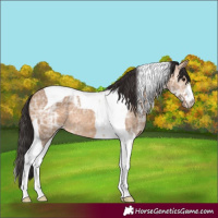 Horse Color:Bay Ice Dun Tobiano 