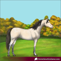 Horse Color:Buckskin Ice Dun
