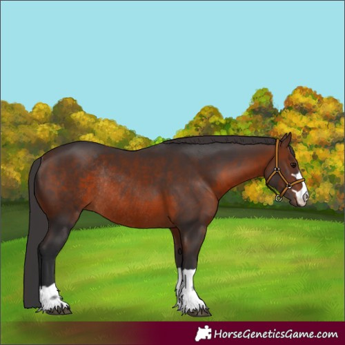 Horse Color:Brown Rabicano 