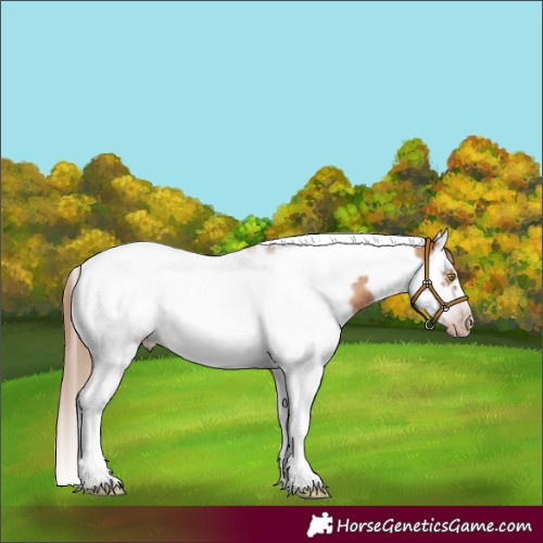 Horse Color:Gray Gold Champagne Roan Splash Tobiano Frame Appaloosa 