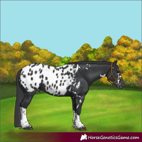 Horse Color:White Spotted Black Tobiano Appaloosa 