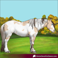 Horse Color:White Spotted Amber Champagne Dun Frame