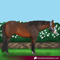 Horse Color:Bay Splash Frame 