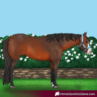 Horse Color:Bay Splash Frame 
