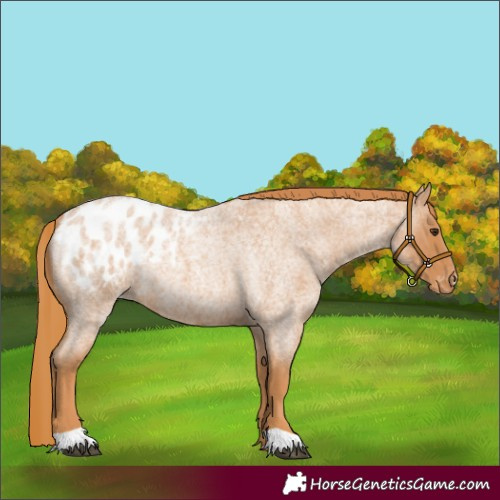 Horse Color:Red Roan Appaloosa Rabicano 