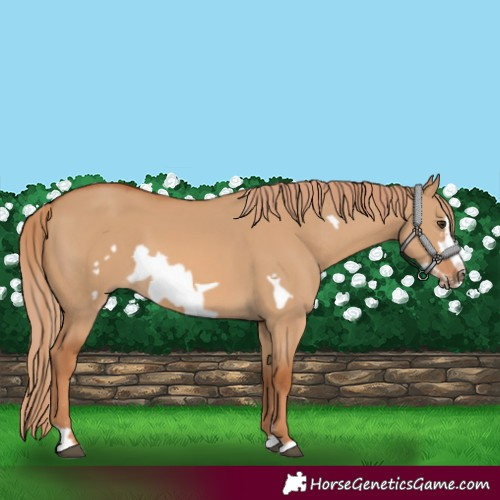 Horse Color:Red Dun Frame 