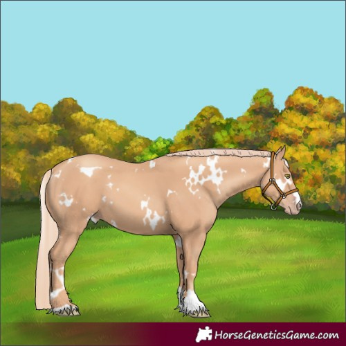 Horse Color:White Spotted Gold Champagne 
