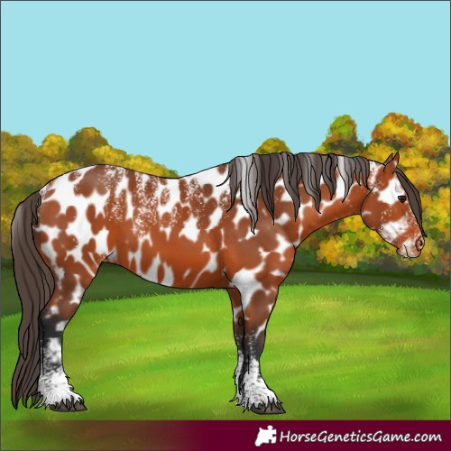 Horse Color:Powder White Bay Appaloosa 