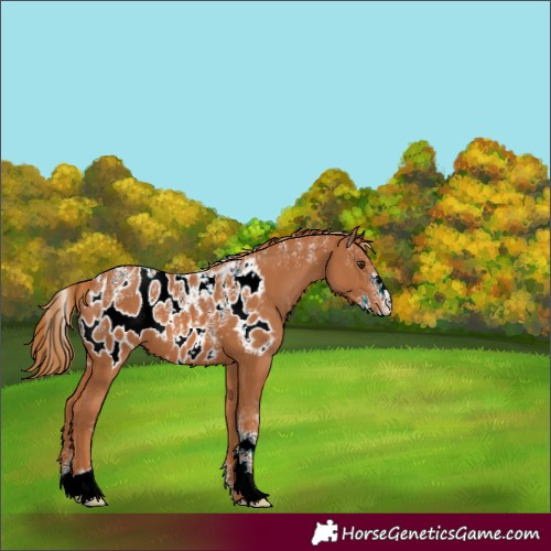 Horse Color:Powder White Chestnut Appaloosa 
