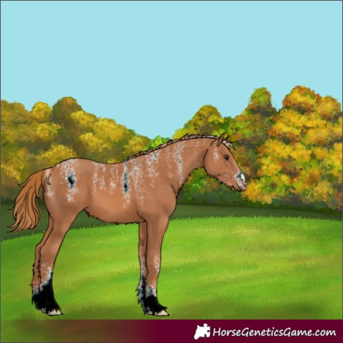 Horse Color:Powder White Chestnut 