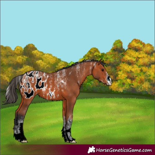 Horse Color:Powder White Bay Appaloosa 