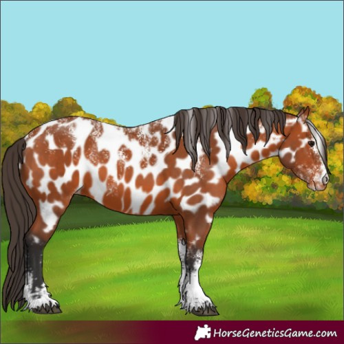 Horse Color:Powder White Bay Near Leopard 