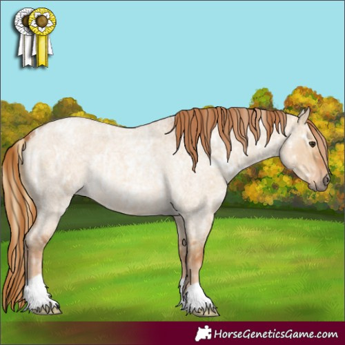 Horse Color:Red Dun Roan Appaloosa  and Red Dun Roan 