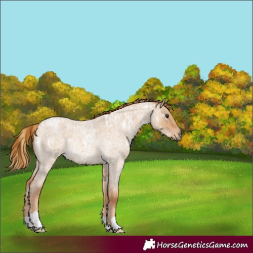 Horse Color:Red Dun Roan Appaloosa  and Red Dun Roan 
