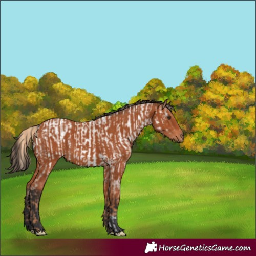 Horse Color:Red Roan Near Leopard  and Bay 