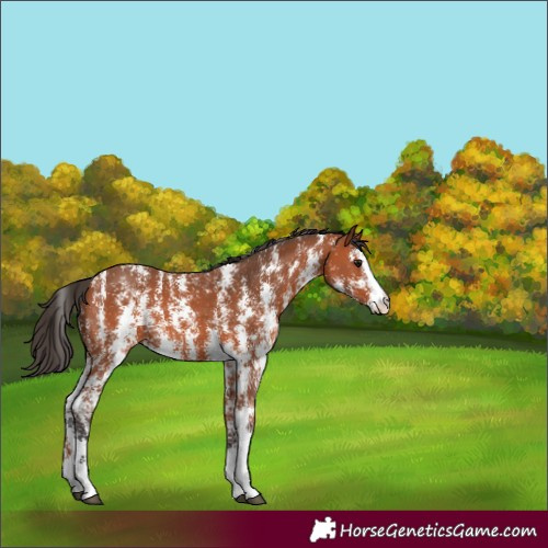 Horse Color:Bay Sabino 