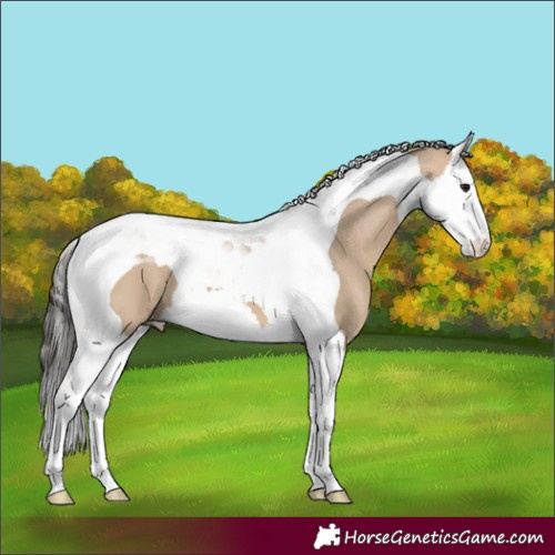 Horse Color:Bay Dun Splash Tobiano 