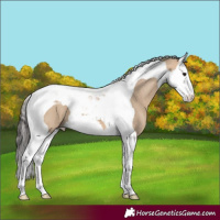 Horse Color:Bay Dun Splash Tobiano