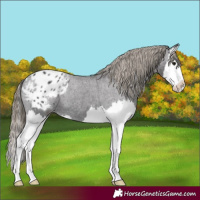Horse Color:Smoky Black Splash Appaloosa 