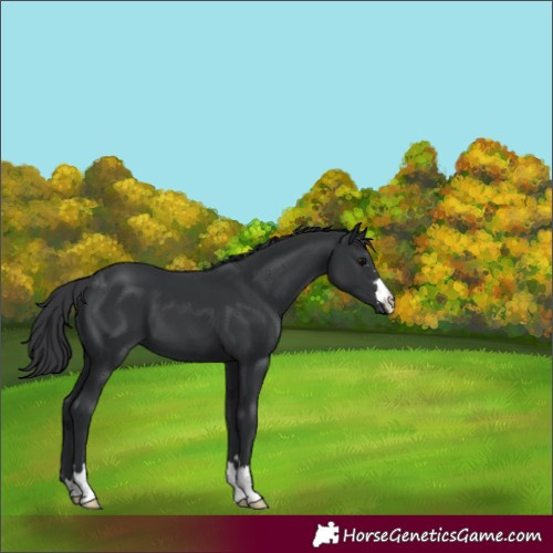Horse Color:Unknown 