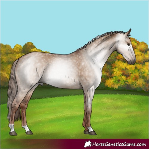 Horse Color:Gray Red Dun 