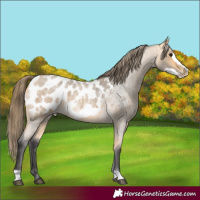 Horse Color:Buckskin Roan Frame Appaloosa 