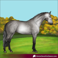 Horse Color:Gray Grullo 