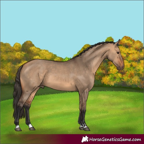 Horse Color:Bay Dun 