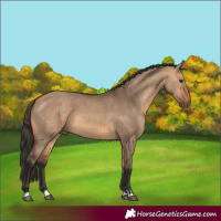 Horse Color:Bay Dun 