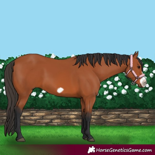 Horse Color:Bay Frame