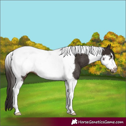 Horse Color:Liver Chestnut Tobiano Frame Rabicano 
