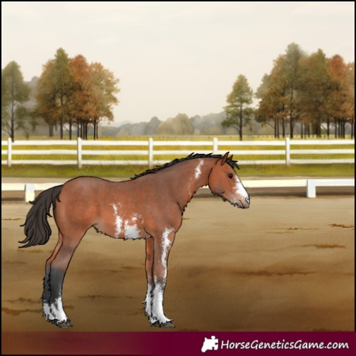 Horse Color:Bay Sabino 