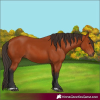 Horse Color:Bay 