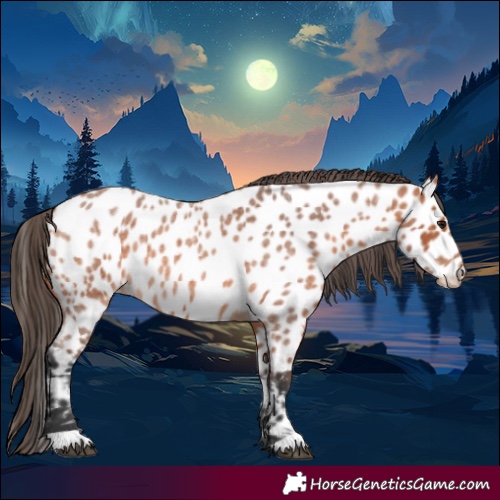 Horse Color:Bay Roan Near Leopard 