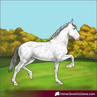 Horse Color:Grullo Splash Appaloosa 