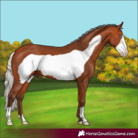 Horse Color:Silver Bay Frame