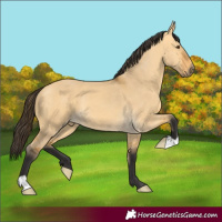 Horse Color:Buckskin Dun 