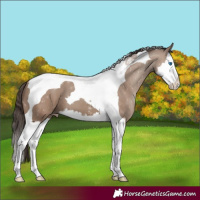 Horse Color:Classic Champagne Splash Tobiano 