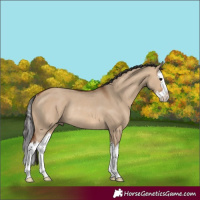 Horse Color:Bay Dun Splash Rabicano 
