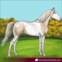 Horse Color:Palomino Pearl Splash Tobiano