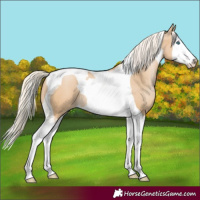 Horse Color:Palomino Pearl Splash Tobiano 