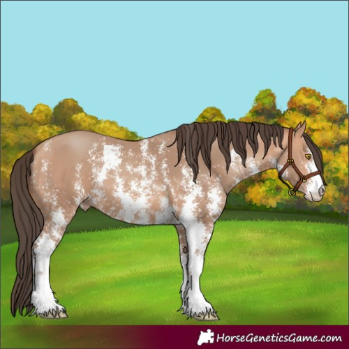 Horse Color:Amber Champagne Sabino 