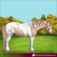 Horse Color:Gold Champagne Tobiano Appaloosa 